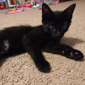 Meet your Posher, Briony